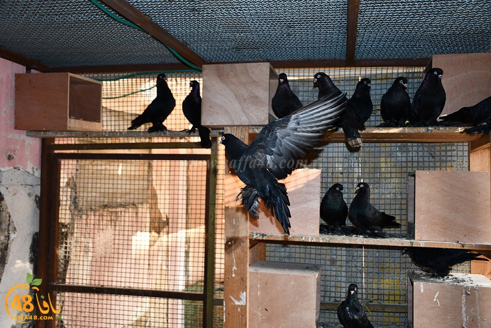 zohdi 3ashoor (59).jpeg